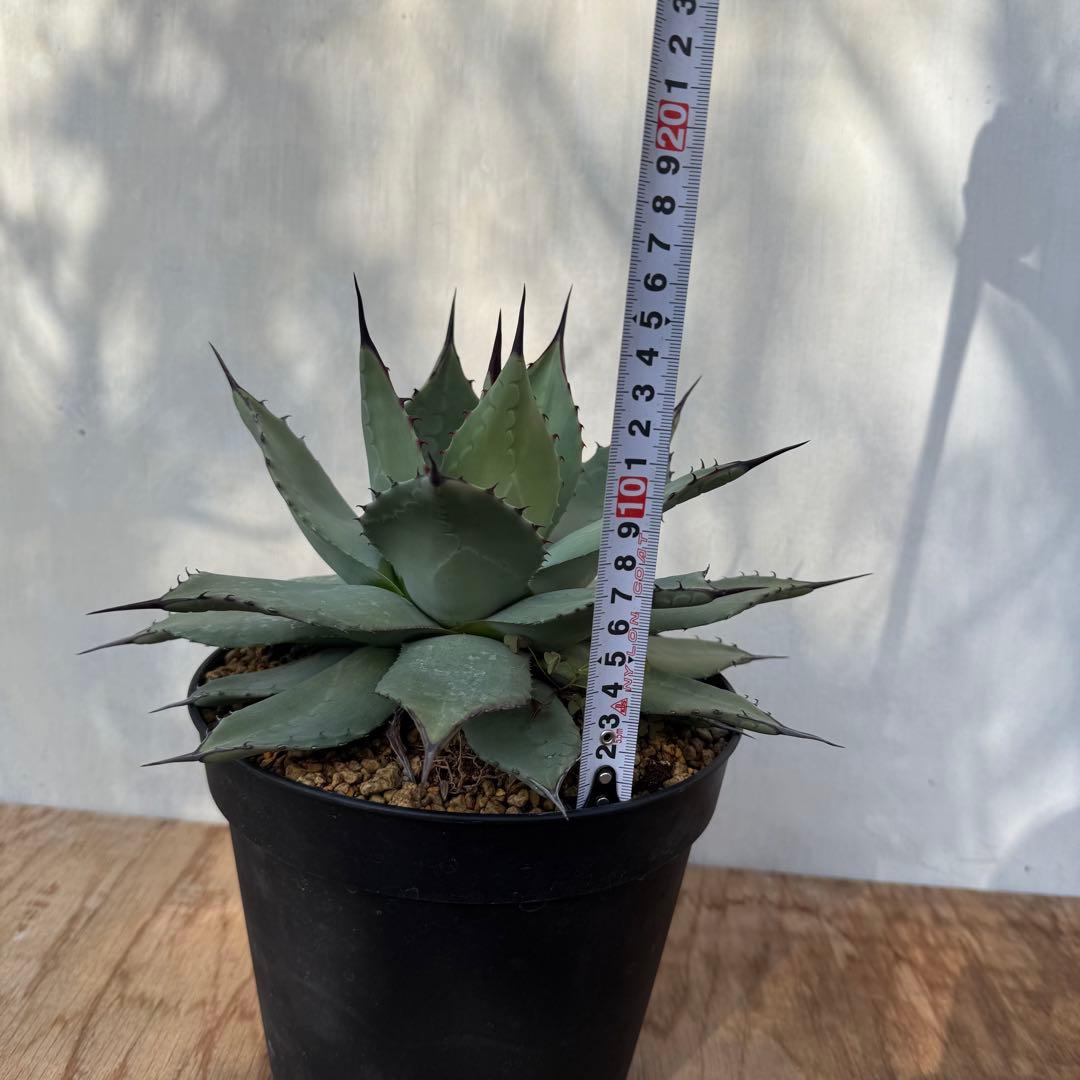 アガベ　パリー　ホーチエンシス　実生　メルカリ便　鉢ごと　①