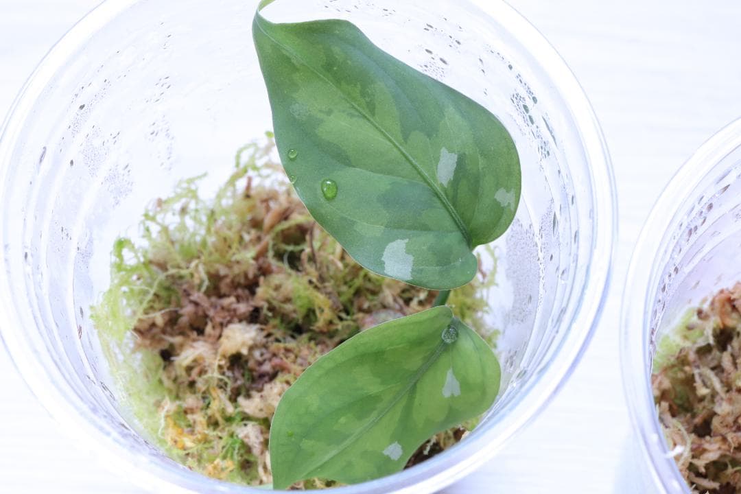 【子株３つ】 アグラオネマ ピクタム アンダマン ポートブレア北部地域産