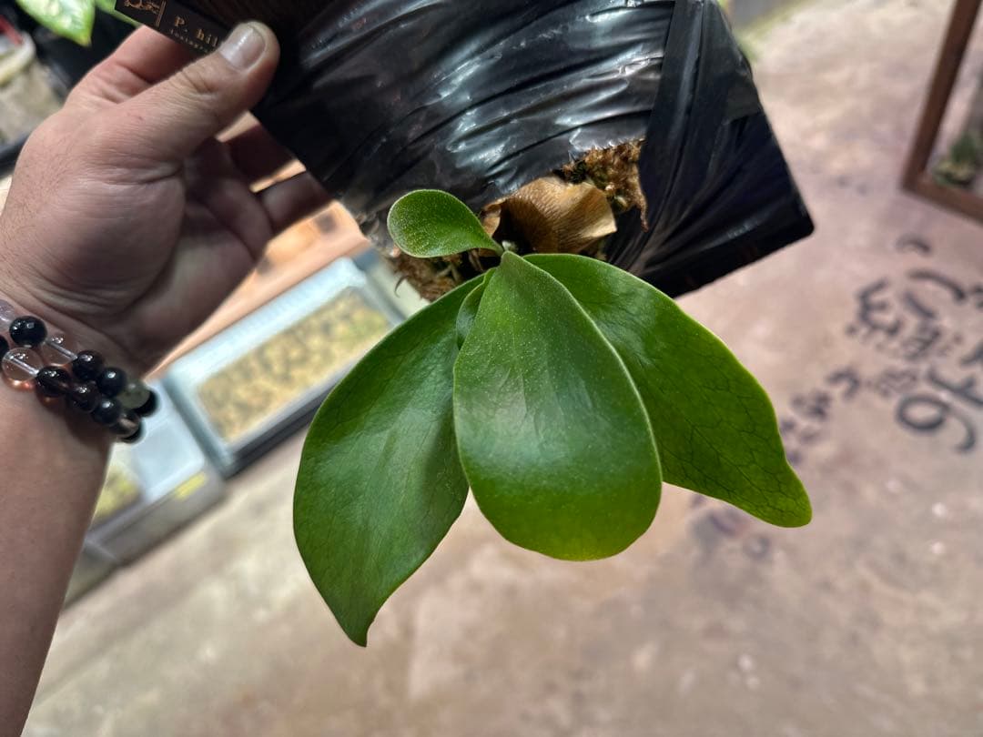 ビカクシダ P.Hillii TT-1