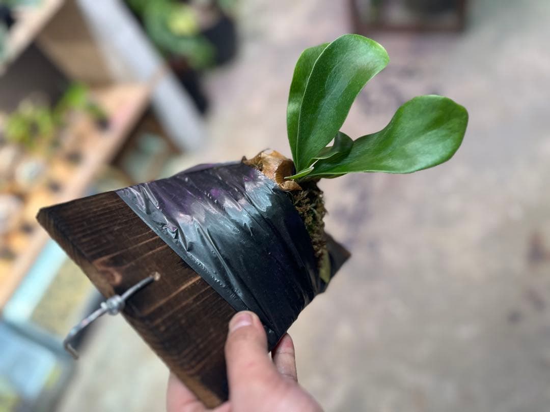 ビカクシダ P.Hillii TT-1