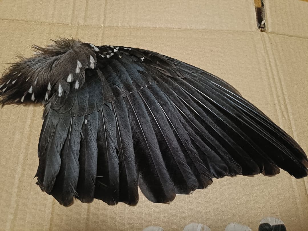 ホシガラスの翼標本、尾羽根