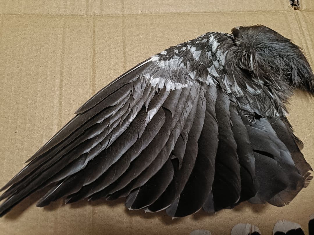 ホシガラスの翼標本、尾羽根