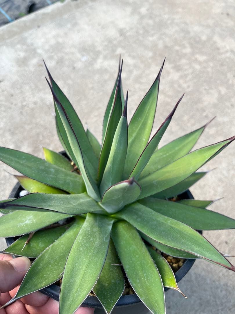 Baby the Cloud‼️ アガベ　ブルーエンバー　鉢ごと発送