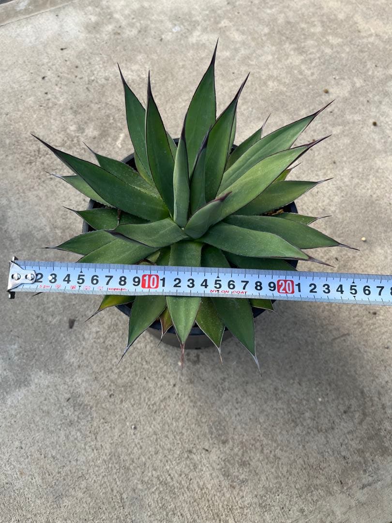 Baby the Cloud‼️ アガベ　ブルーエンバー　鉢ごと発送