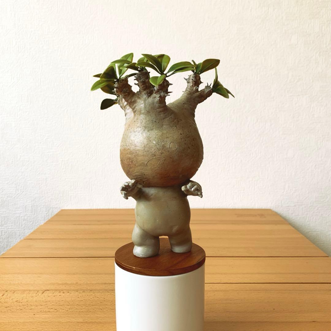 パキポディウム　グラキリス みるきゅん様ご依頼品