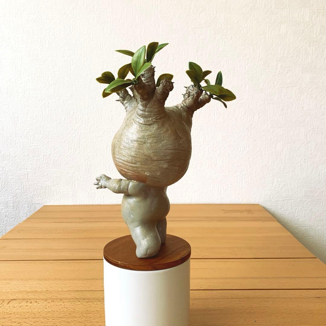 パキポディウム　グラキリス みるきゅん様ご依頼品