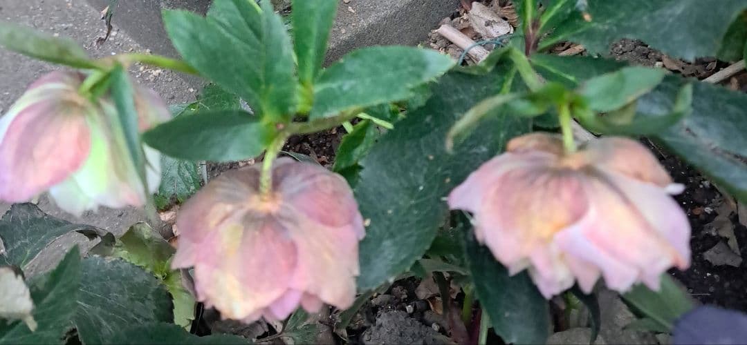 ４/１日迄　クリスマスローズ アフロディーテ風開花苗