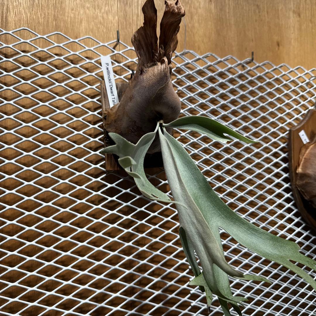 ビカクシダ　ウィリンキー　ドワーフ　タツタ　中株　ヒリー　リドレイ　ベイチー