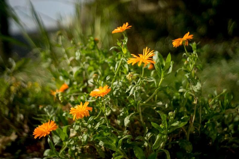 32　新品同様【分解洗浄済】後期型　ジュピター 8 　2/50 L39