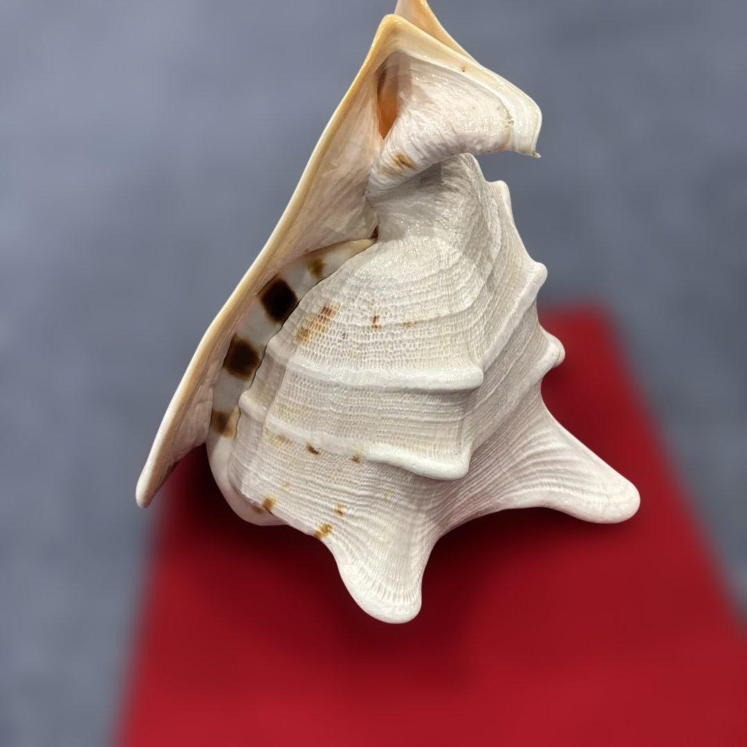 古代桃色法螺貝（ピンク貝）法螺貝　ほら貝　 ホラガイコンク貝笛