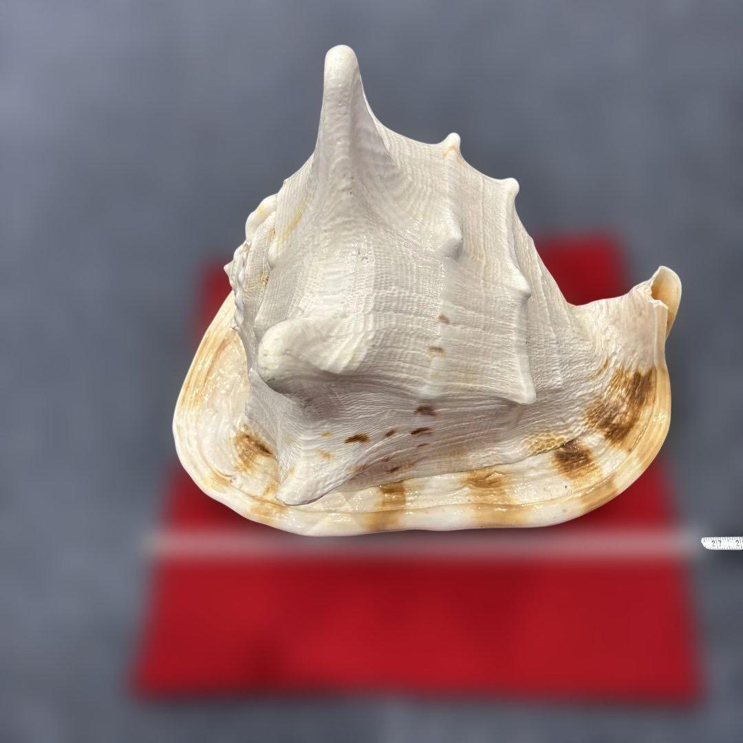 古代桃色法螺貝（ピンク貝）法螺貝　ほら貝　 ホラガイコンク貝笛