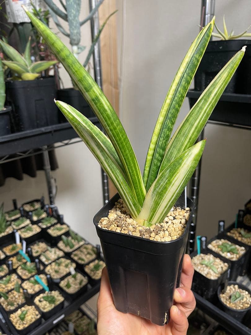 EMP サンセベリア マーシャ アンジャニ / SA317