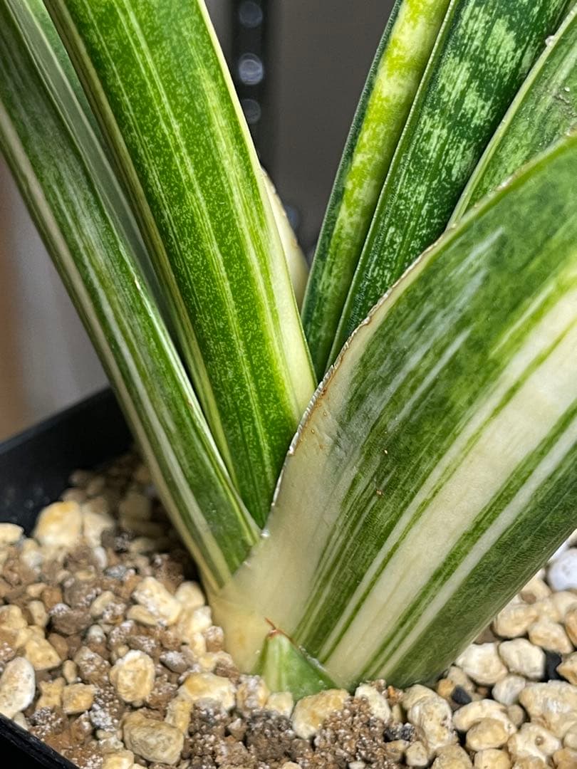 EMP サンセベリア マーシャ アンジャニ / SA317