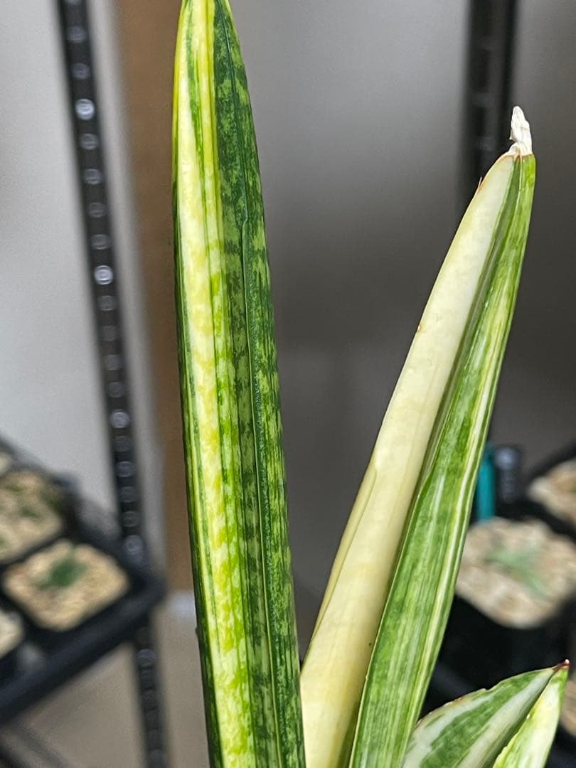 EMP サンセベリア マーシャ アンジャニ / SA317