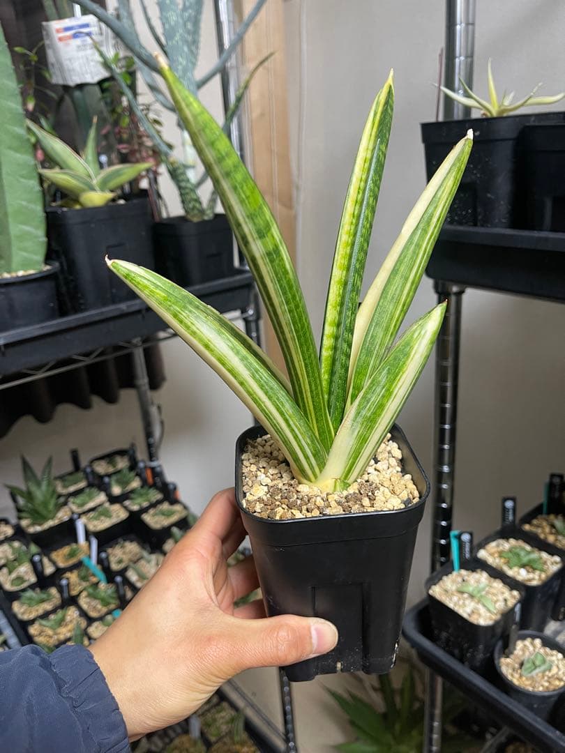 EMP サンセベリア マーシャ アンジャニ / SA317