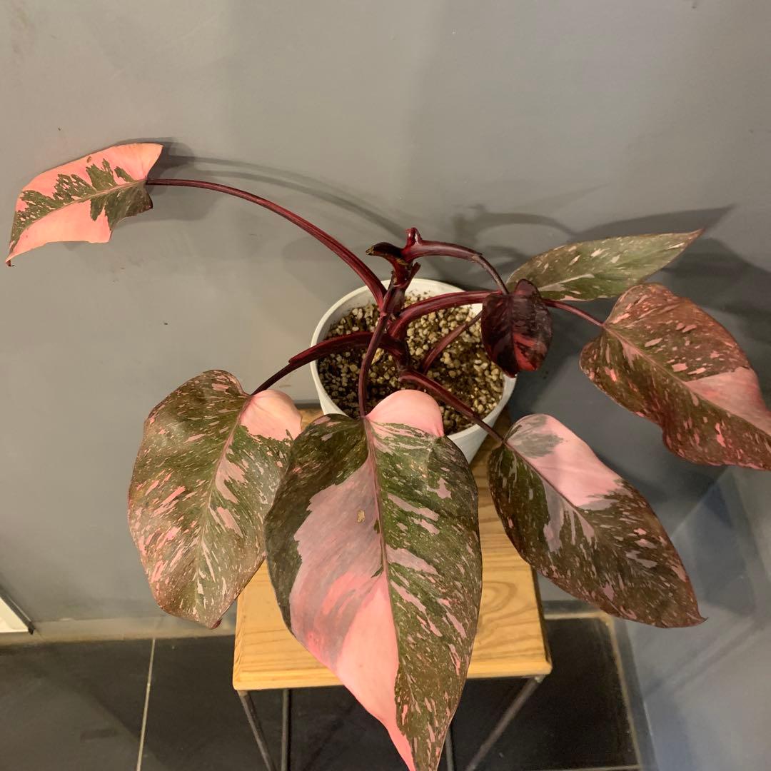 フィロデンドロン ピンクプリンセス マーブルギャラクシー　2