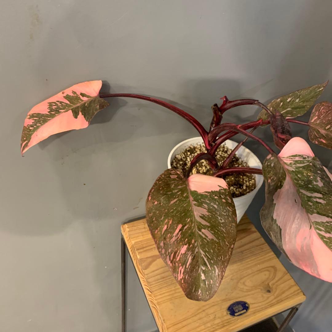 フィロデンドロン ピンクプリンセス マーブルギャラクシー　2