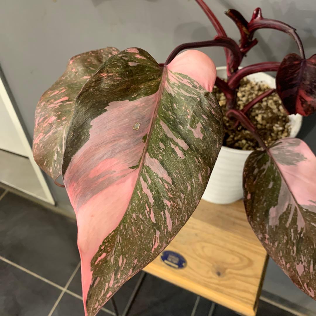 フィロデンドロン ピンクプリンセス マーブルギャラクシー　2