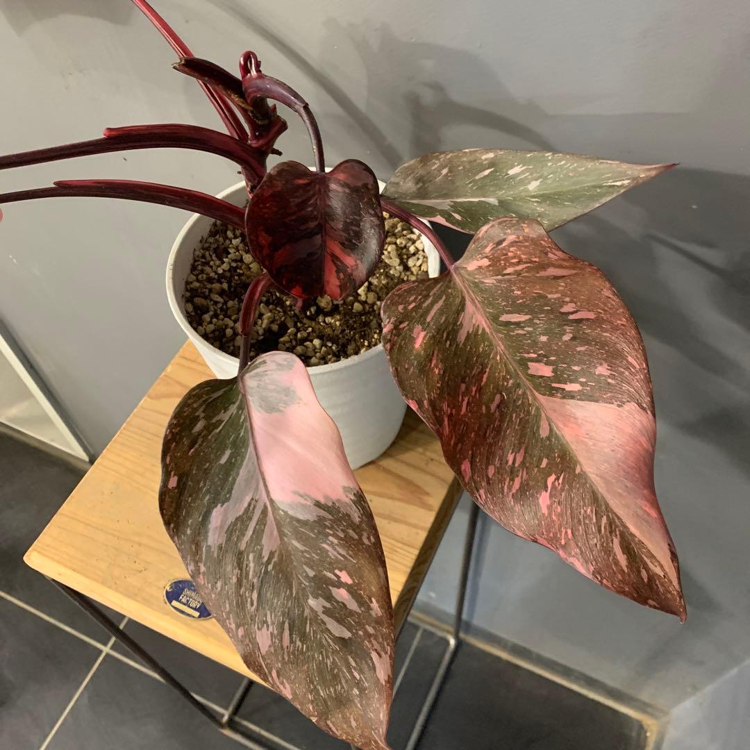 フィロデンドロン ピンクプリンセス マーブルギャラクシー　2
