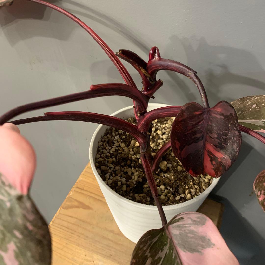 フィロデンドロン ピンクプリンセス マーブルギャラクシー　2