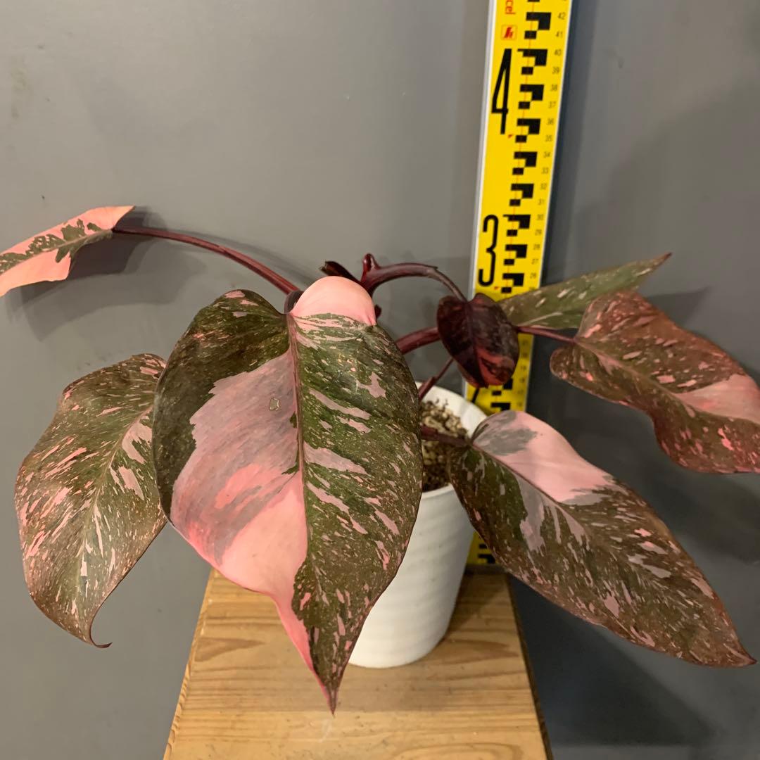 フィロデンドロン ピンクプリンセス マーブルギャラクシー　2