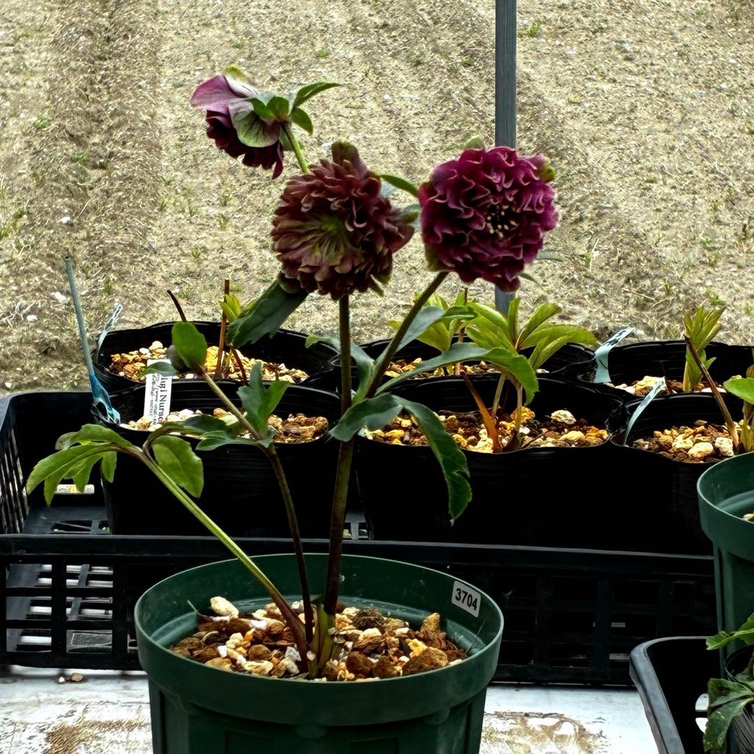 3704☘️唯一無二☘️初のお顔☘️⭐️凄いエッジ⭐️超スペシャル多弁⭐️野田園芸⭐️