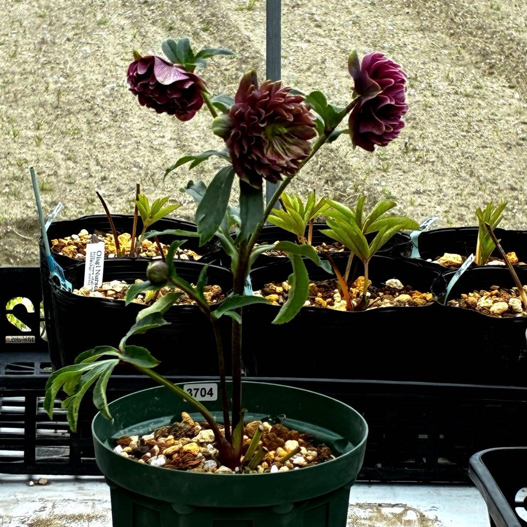 3704☘️唯一無二☘️初のお顔☘️⭐️凄いエッジ⭐️超スペシャル多弁⭐️野田園芸⭐️