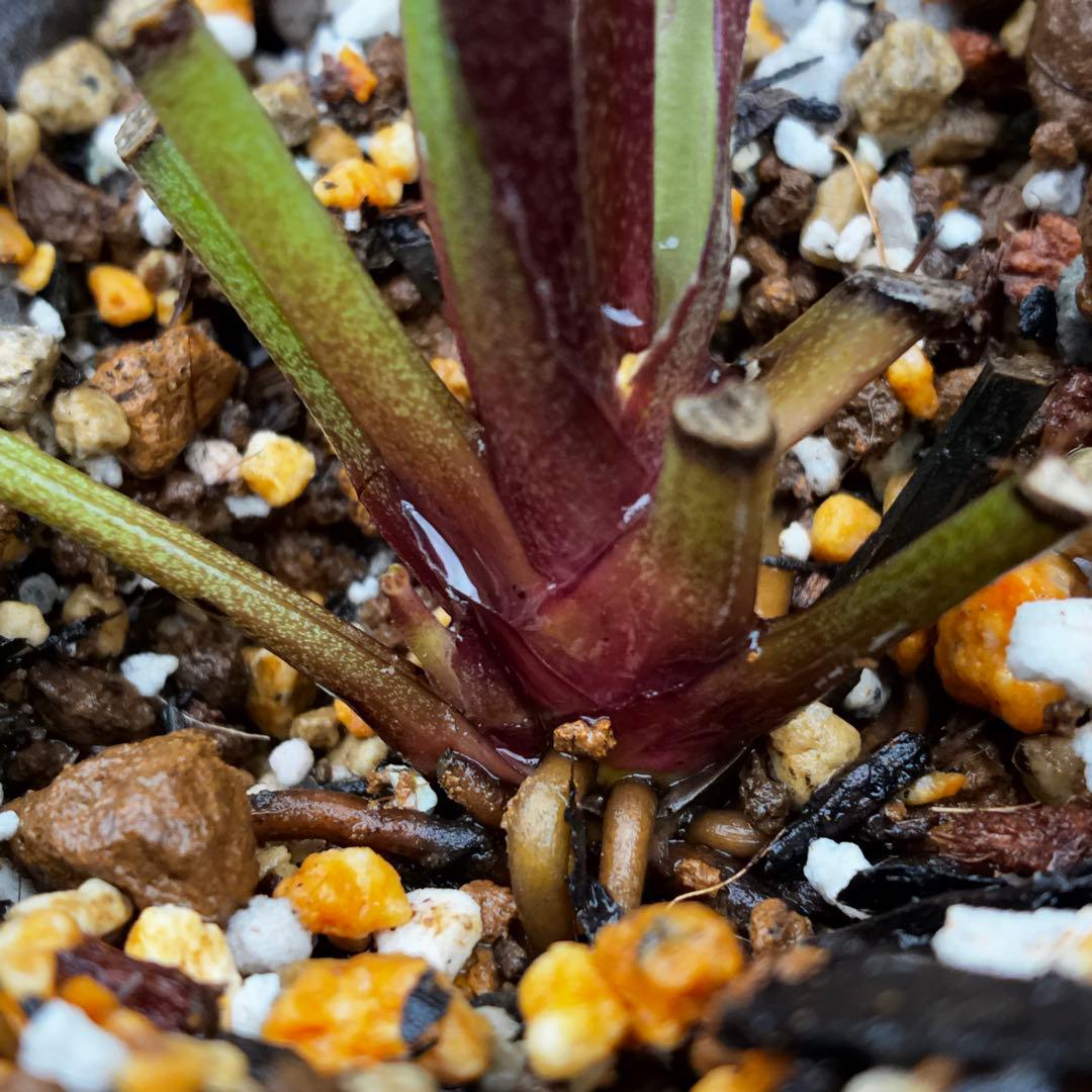 3704☘️唯一無二☘️初のお顔☘️⭐️凄いエッジ⭐️超スペシャル多弁⭐️野田園芸⭐️