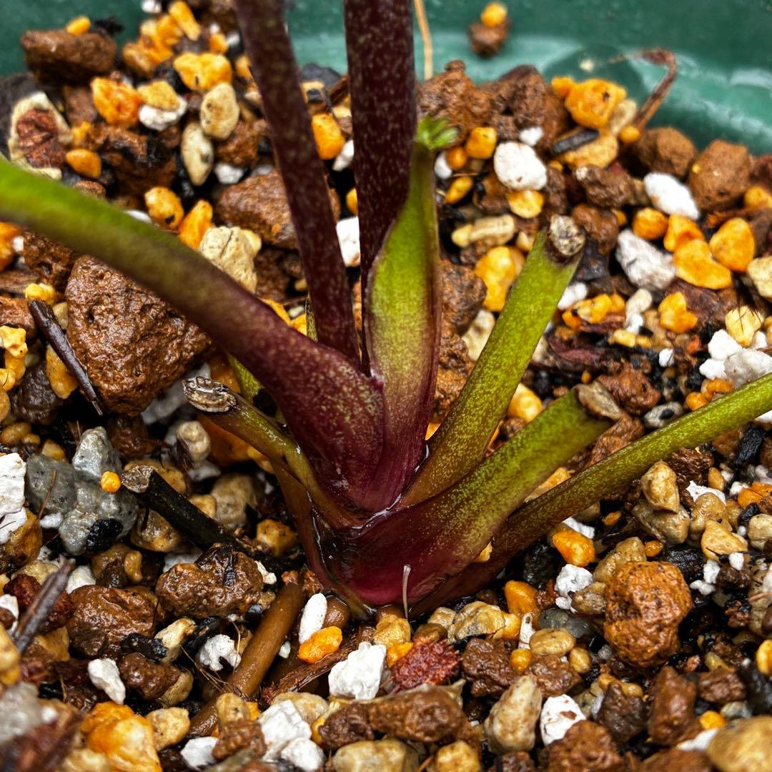 3704☘️唯一無二☘️初のお顔☘️⭐️凄いエッジ⭐️超スペシャル多弁⭐️野田園芸⭐️