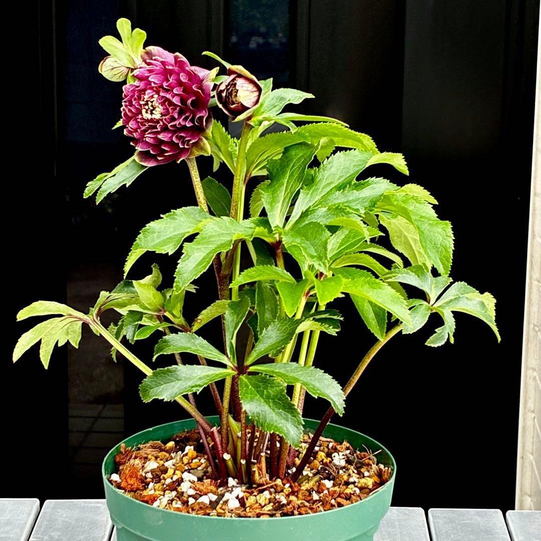 3704☘️唯一無二☘️初のお顔☘️⭐️凄いエッジ⭐️超スペシャル多弁⭐️野田園芸⭐️