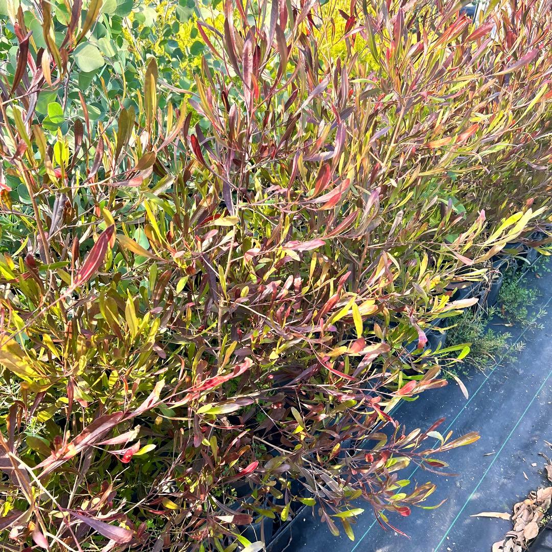 【数量限定❗️高さ160㎝前後】ドドナエア　ポップブッシュ　プルプレア　苗　化粧鉢