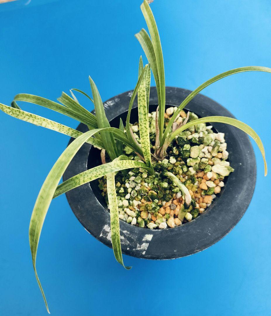 日本春蘭 日本春蘭銘品 守門竜 ㉖