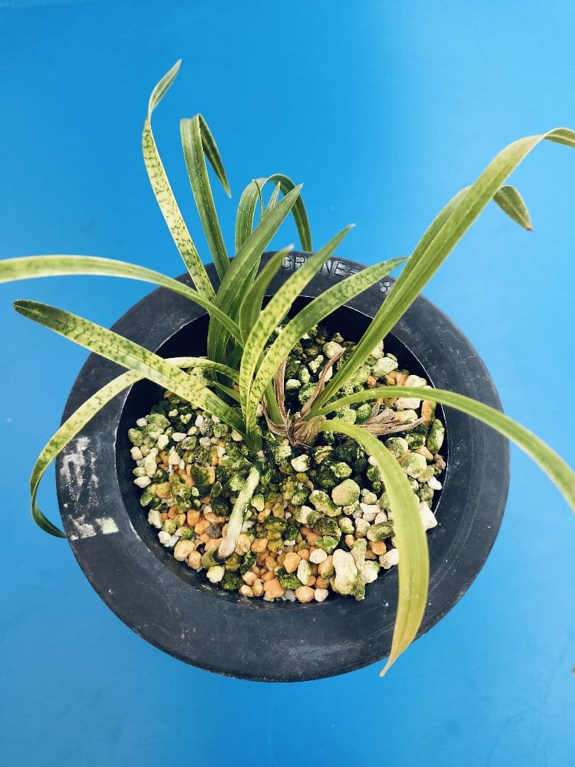 日本春蘭 日本春蘭銘品 守門竜 ㉖