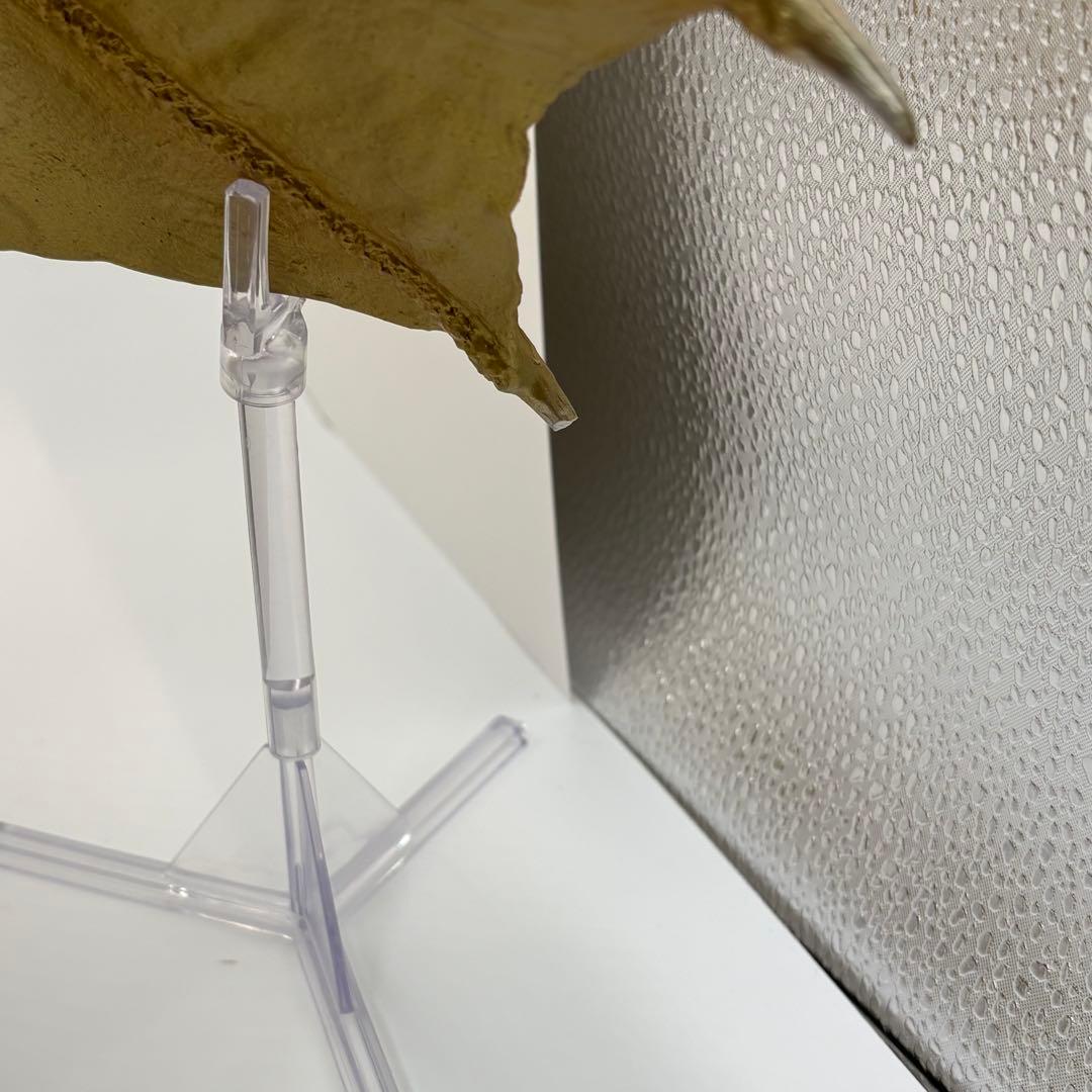 S.H.モンスターアーツ キングギドラ2019 スペシャルカラー 魂ネイションズ