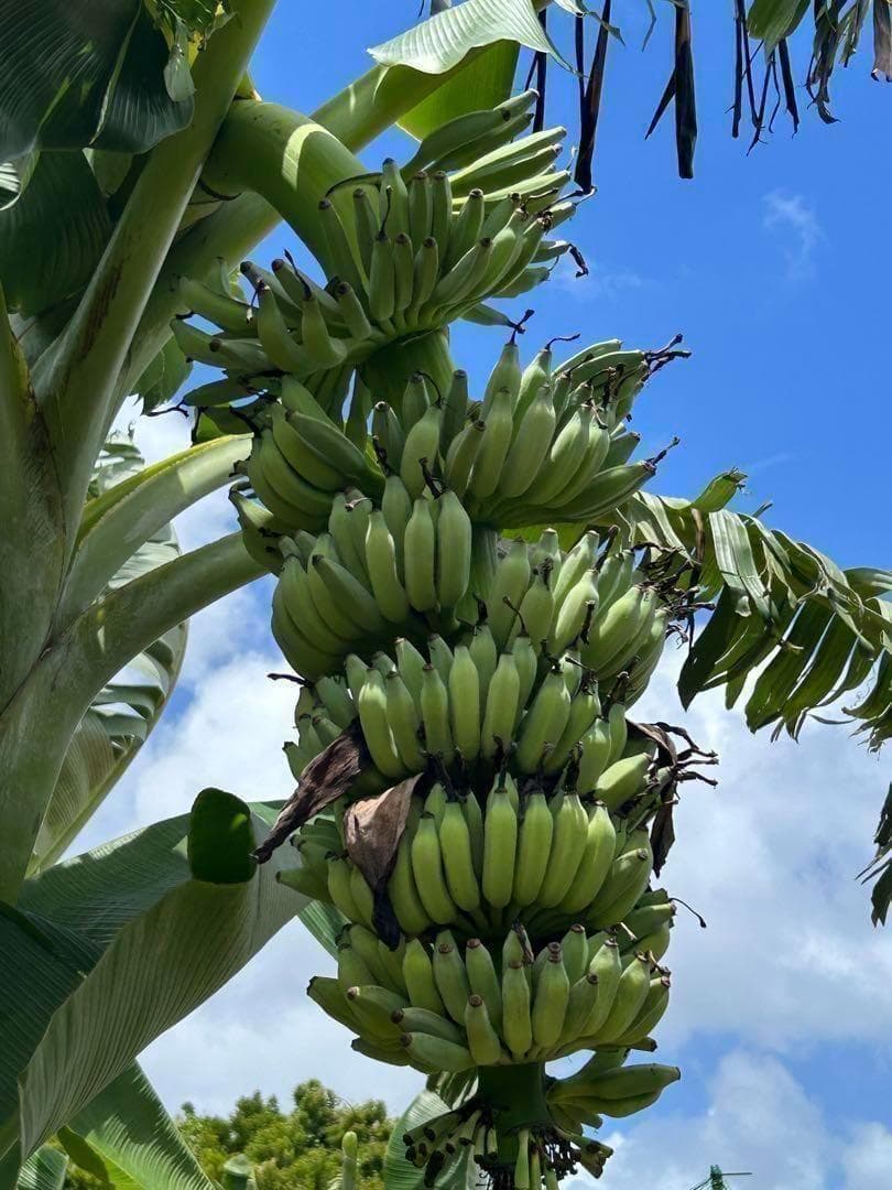 糖度の鬼◆130㎝◆スーパー・ドワーフ＝キングナムワ◆耐寒強、バナナ苗。関東露地