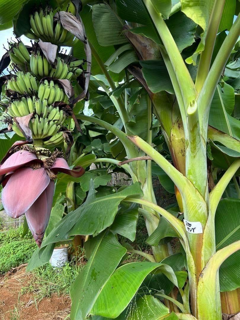 糖度の鬼◆130㎝◆スーパー・ドワーフ＝キングナムワ◆耐寒強、バナナ苗。関東露地