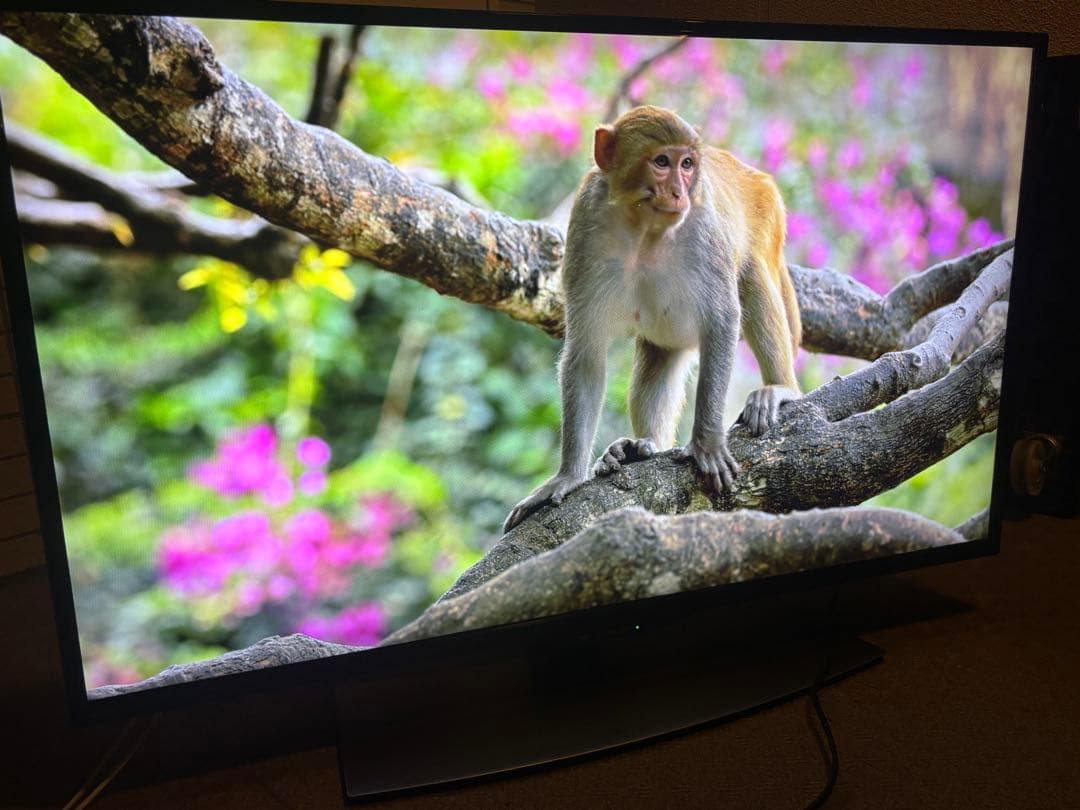 シャープ 40V型 4K液晶テレビ AQUOS 4T-C40BJ1 動画アプリ○