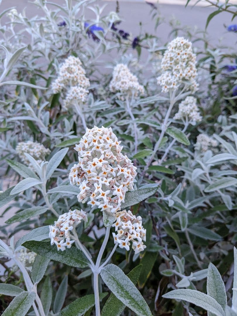 蝶を呼ぶ花木　☘　ブッドレア　シルバーアニバーサリー　☘　苗