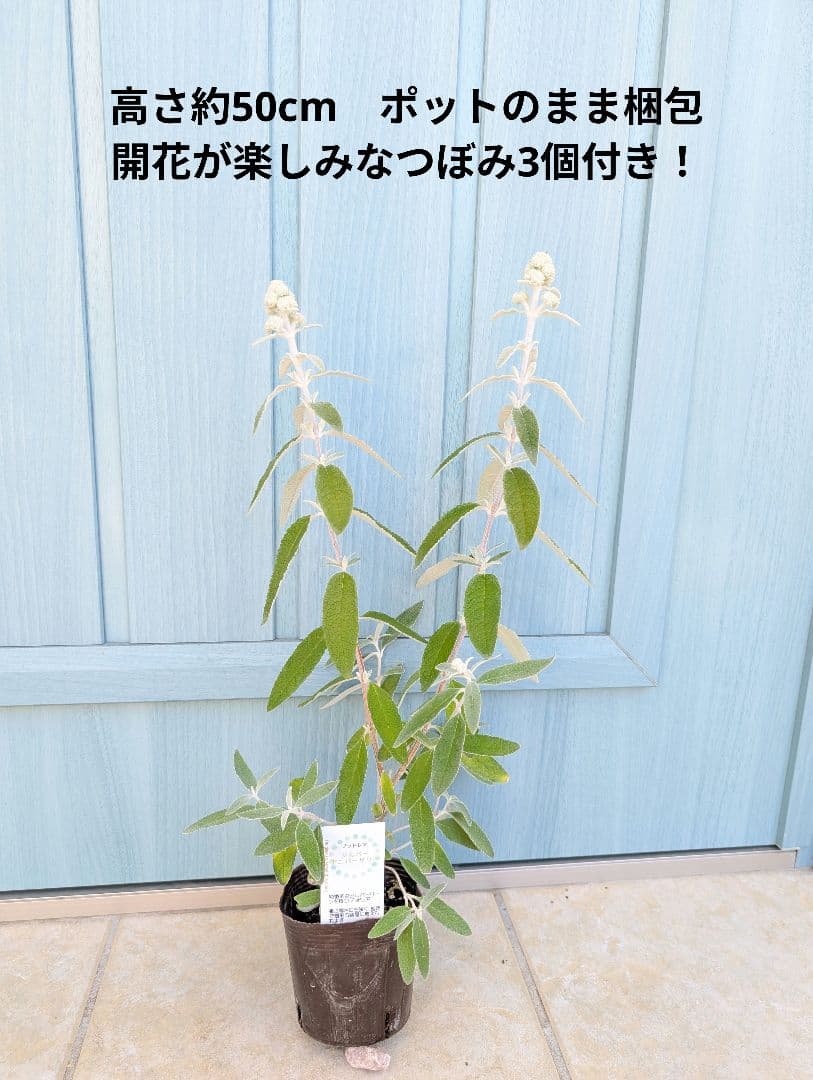 蝶を呼ぶ花木　☘　ブッドレア　シルバーアニバーサリー　☘　苗