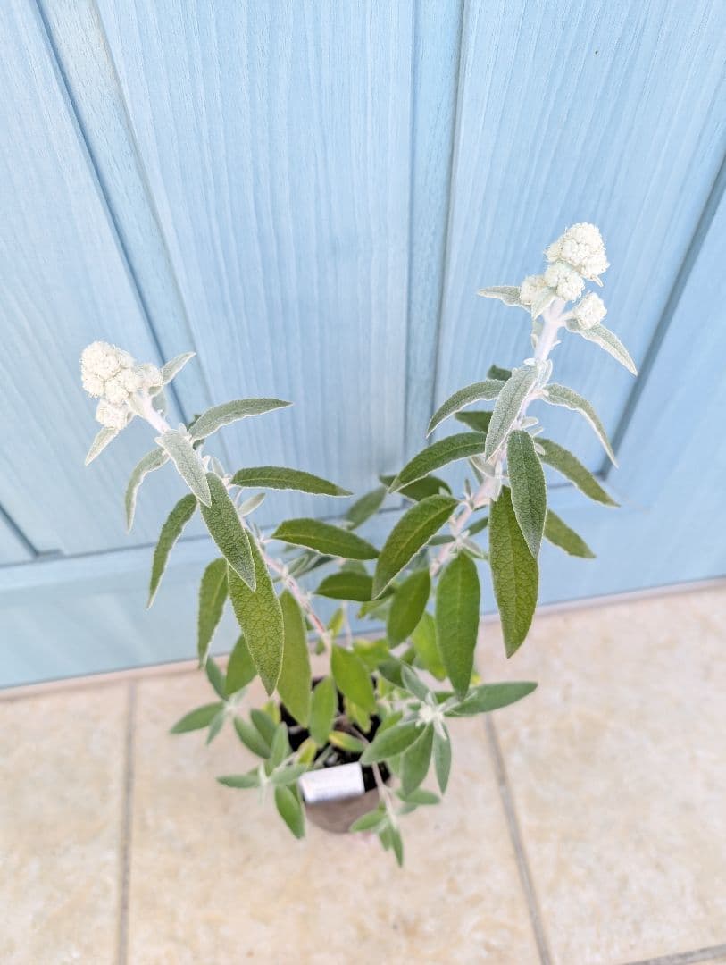 蝶を呼ぶ花木　☘　ブッドレア　シルバーアニバーサリー　☘　苗