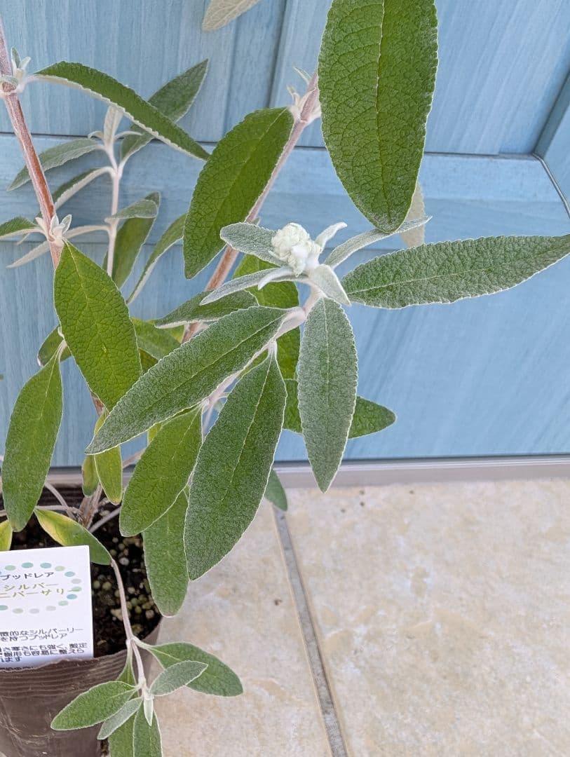 蝶を呼ぶ花木　☘　ブッドレア　シルバーアニバーサリー　☘　苗