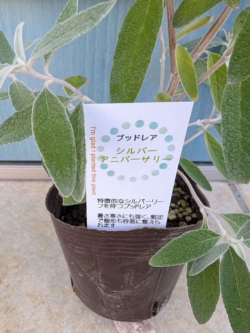 蝶を呼ぶ花木　☘　ブッドレア　シルバーアニバーサリー　☘　苗