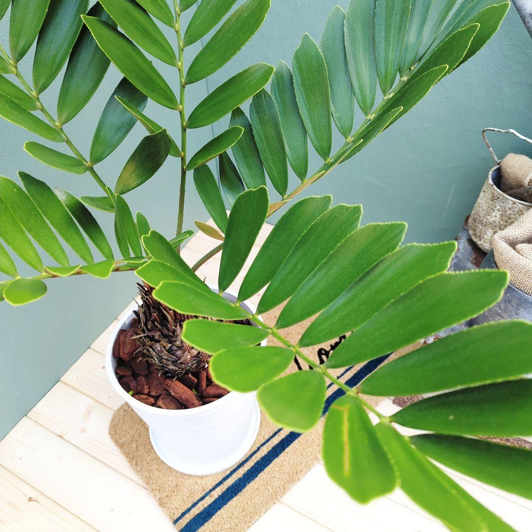 【現品】2月限定特価！大株 ザミアプミラ メキシコソテツ