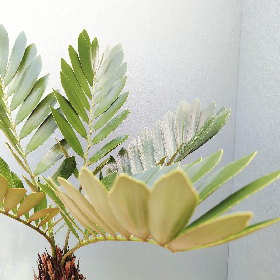 【現品】2月限定特価！大株 ザミアプミラ メキシコソテツ