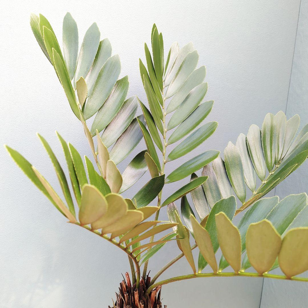 【現品】2月限定特価！大株 ザミアプミラ メキシコソテツ