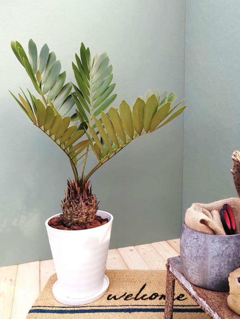 【現品】2月限定特価！大株 ザミアプミラ メキシコソテツ