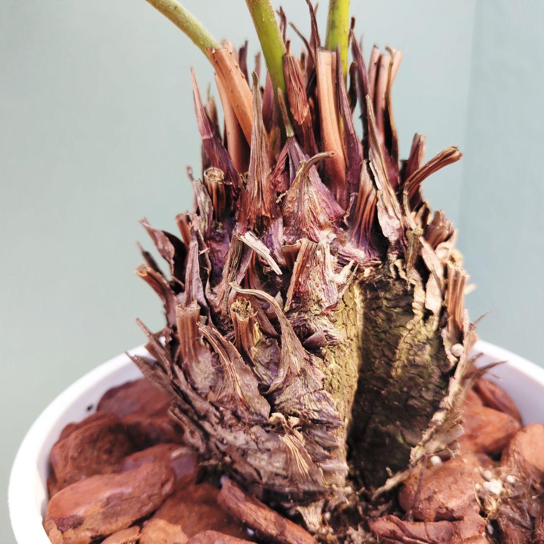 【現品】2月限定特価！大株 ザミアプミラ メキシコソテツ