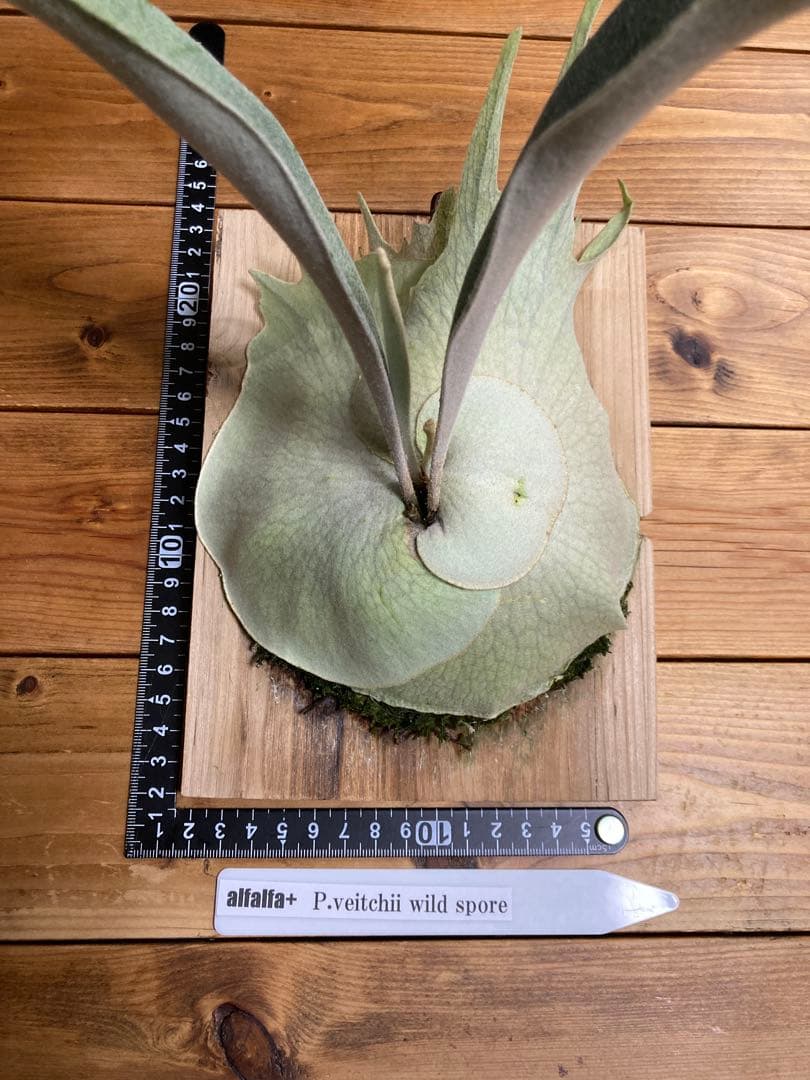 ビカクシダ ベイチーワイルド スポア