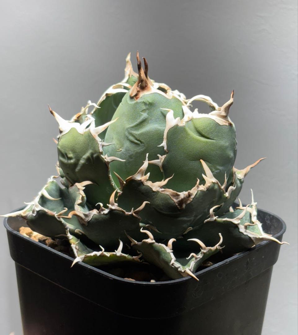 アガベ チタノタ 白鯨 プレステラ120サイズ