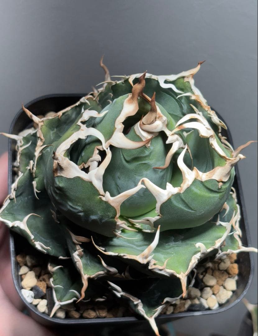 アガベ チタノタ 白鯨 プレステラ120サイズ